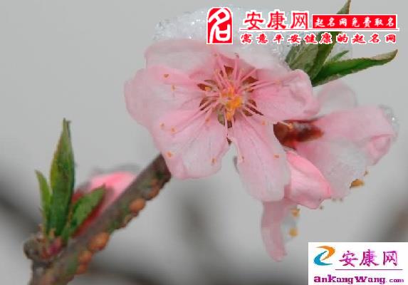 找到好桃花的小秘法!(图)