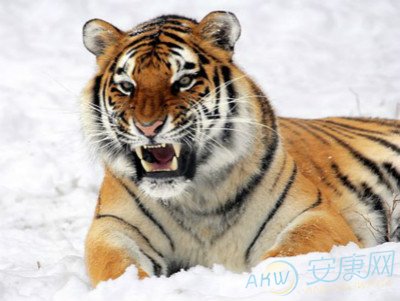 生肖虎2017年7月运势(图)