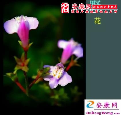 不让野花找上门!(图)