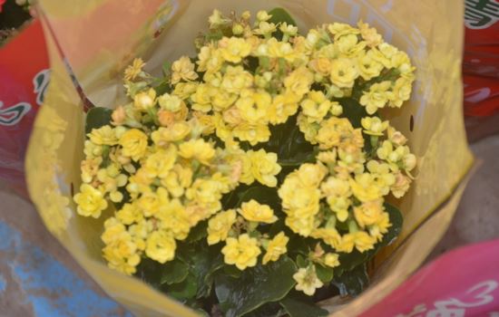 狗年姓夏侯男孩名字大全 属狗夏侯姓男宝宝起名2018(图)