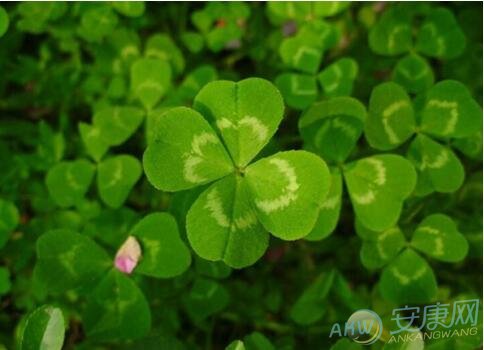 解读梦见四叶草的含义特点 了解植物特征是什么意思