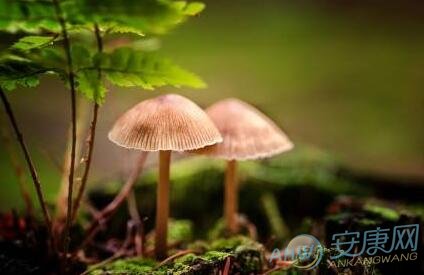 梦见蘑菇是什么意思