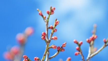 2019猪年劳动节出生男孩要怎么起小名(图)