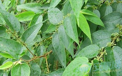 梦见黄麻是什么意思
