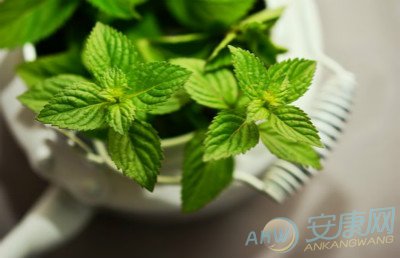 梦见薄荷是什么意思
