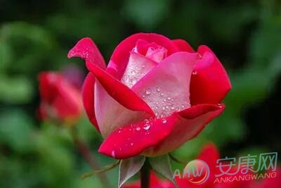 解读梦见玫瑰花开的象征意义 了解花的含义是什么意思