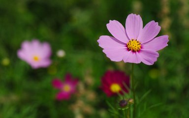 2019猪年植树节出生男孩要怎么起小名(图)