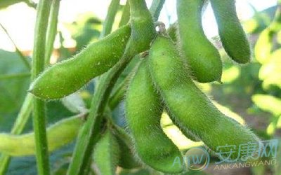 梦见毛豆是什么意思