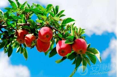 梦见苹果树是什么意思