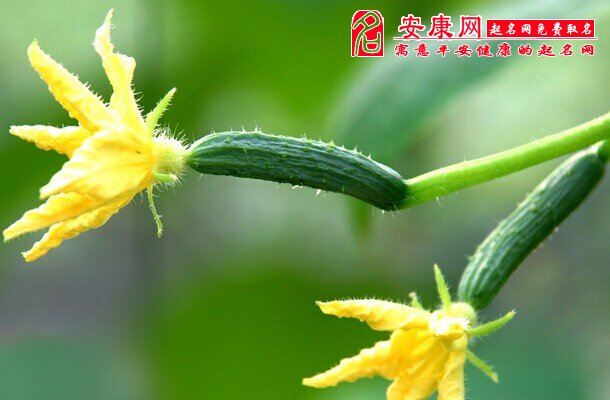 梦见小黄瓜是什么意思