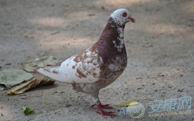 梦见吃鸽子肉是什么意思