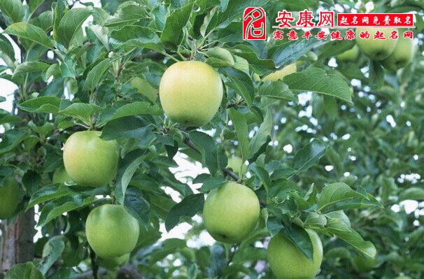 梦见很多青苹果是什么意思
