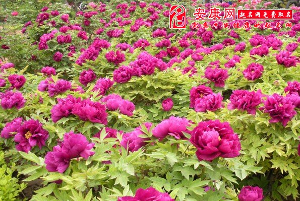 梦见好多花是什么意思