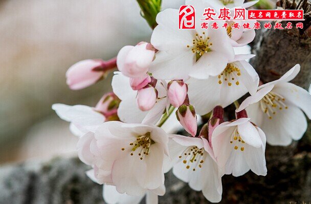 梦见樱桃树开花是什么意思