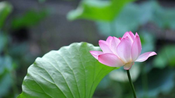 季姓女宝宝满分名字(图)