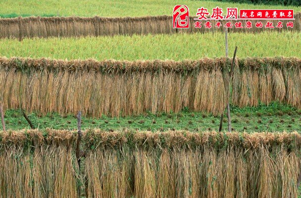 梦见稻草是什么意思