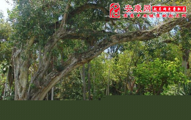 梦见菩提树是什么意思