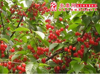 梦见樱桃树是什么意思
