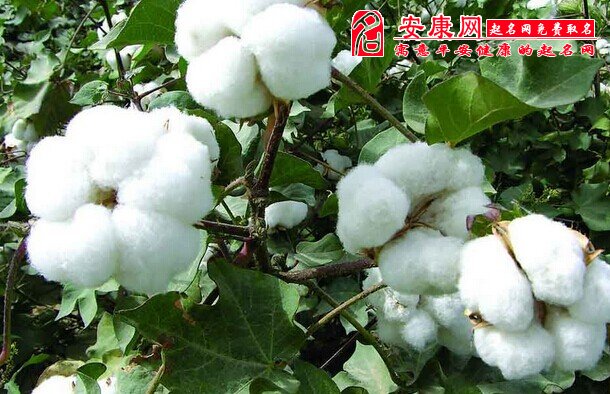 梦见棉花是什么意思