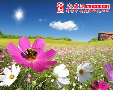 梦见一片花海是什么意思