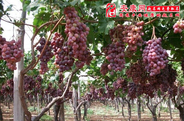 梦见葡萄园是什么意思
