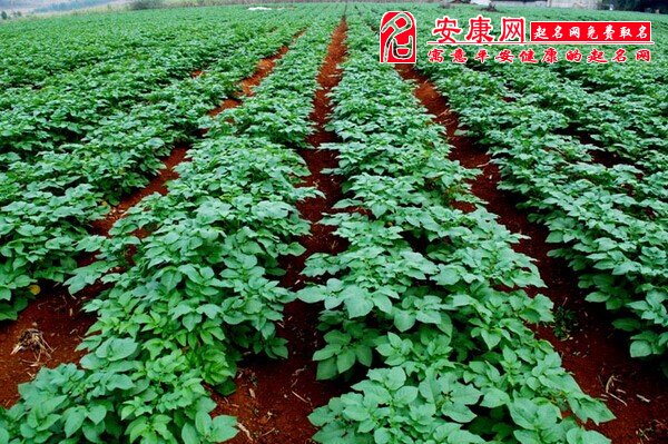 梦见土豆苗是什么意思