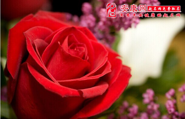 梦见红玫瑰是什么意思