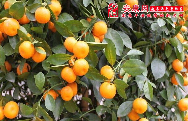 梦见好多橘子是什么意思