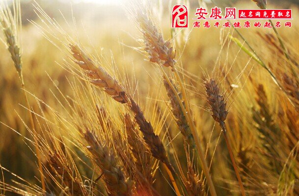 梦见麦草是什么意思