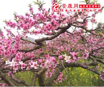 梦见桃花树是什么意思