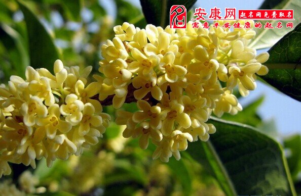 梦见桂花是什么意思