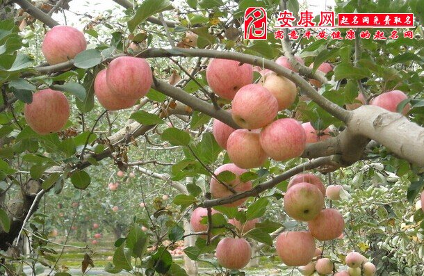 梦见苹果园是什么意思