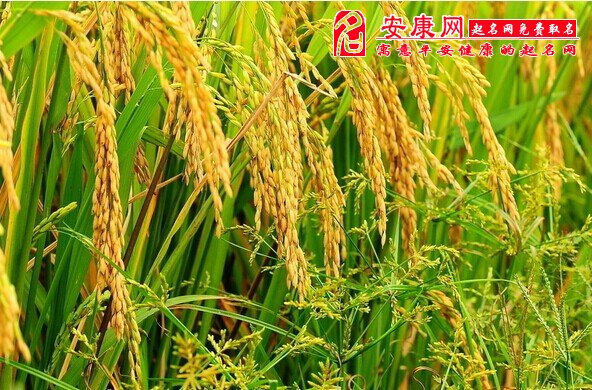 周公解梦梦见稻谷是什么意思
