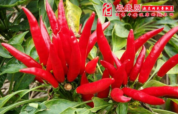 梦见摘辣椒是什么意思