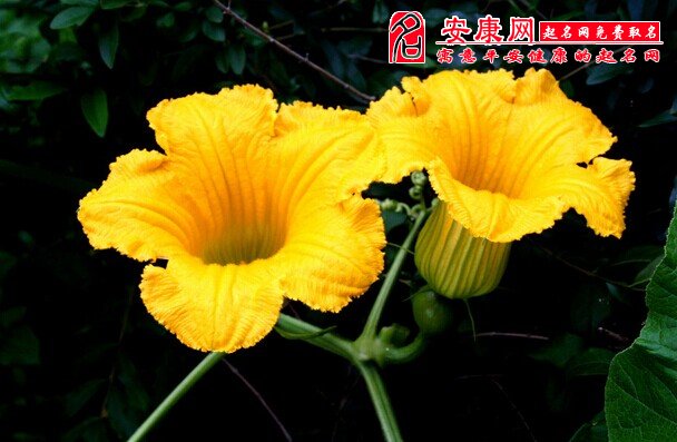梦见南瓜花是什么意思