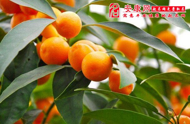 梦见金桔是什么意思