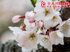梦见樱桃树开花是什么意思