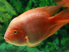 做梦梦见红鱼的说法有哪些？是什么意思