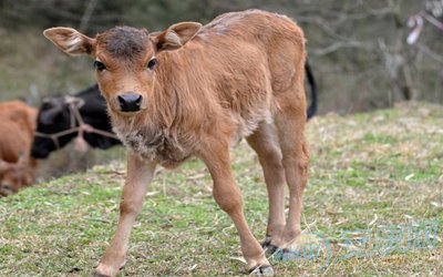 孕妇梦见牛犊是什么意思