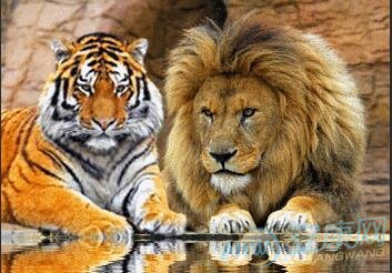 梦见狮子老虎是什么意思