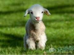 解读梦见小羊羔含义 从梦境变化来看是什么意思