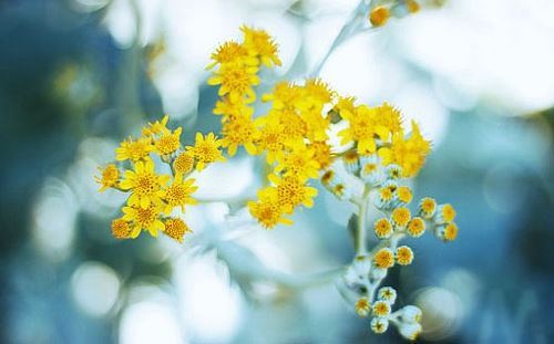 师姓女孩名字吉祥的(图)