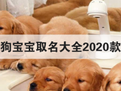 狗宝宝取名大全2020款