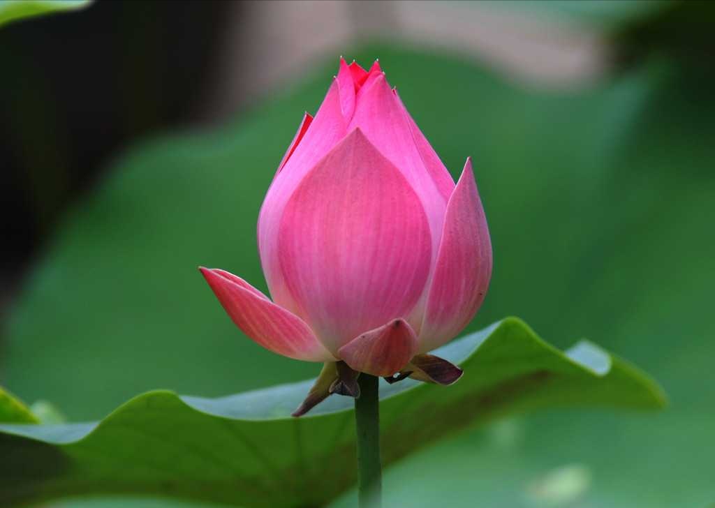 重阳节出生的男宝宝小名大全