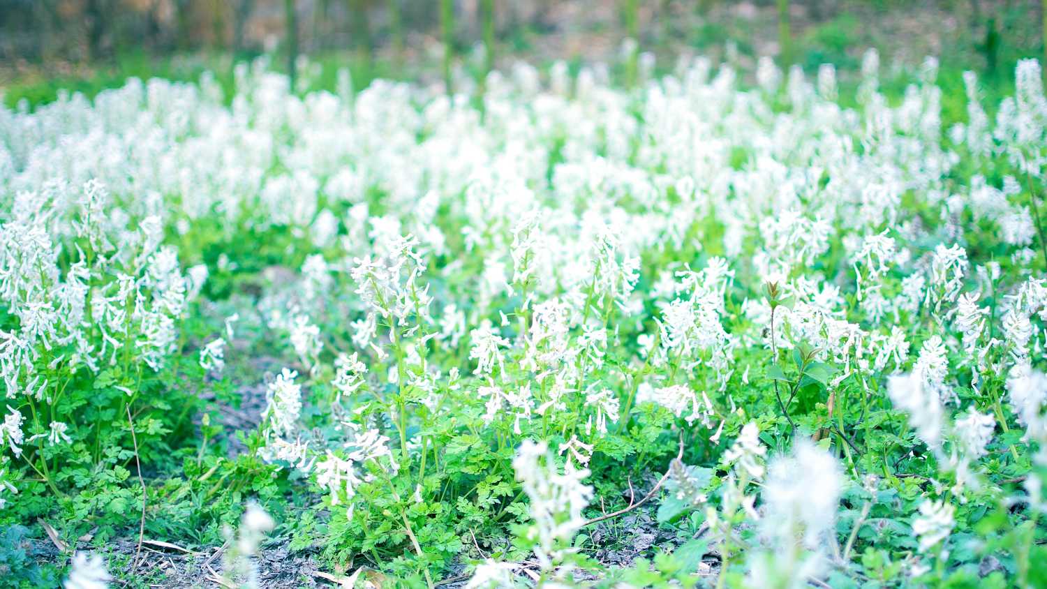 2019年植树节是几月几号，植树节出生的女宝宝起什么名字好