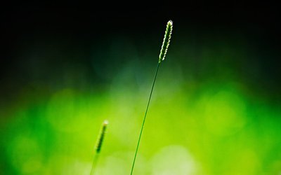 2019猪年芒种出生的男孩起名技巧，芒种是什么日子？
