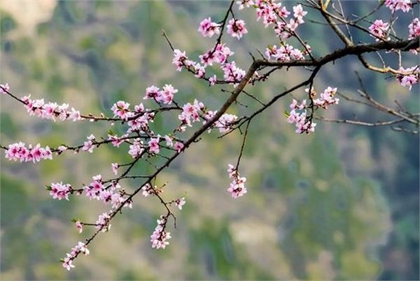2021年2月3日立春出生带春字女孩名 立春出生克父母吗