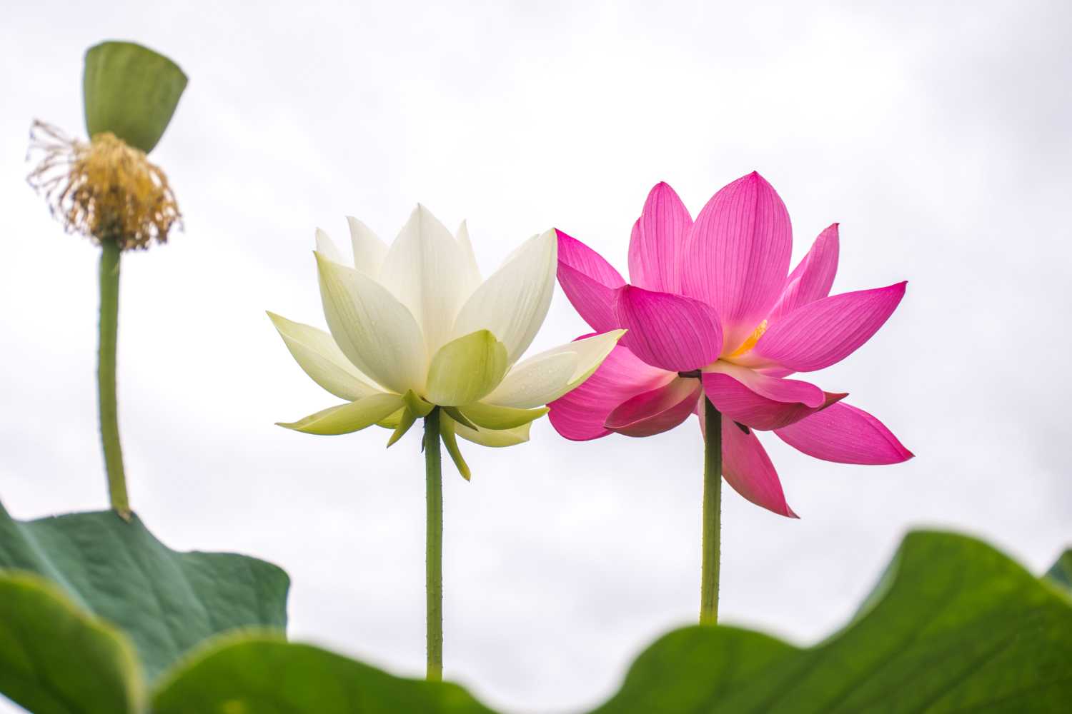 重阳节出生的男宝宝怎么样起名字