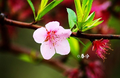 020庚子年春分生的宝宝名字带春字起名好不好？"