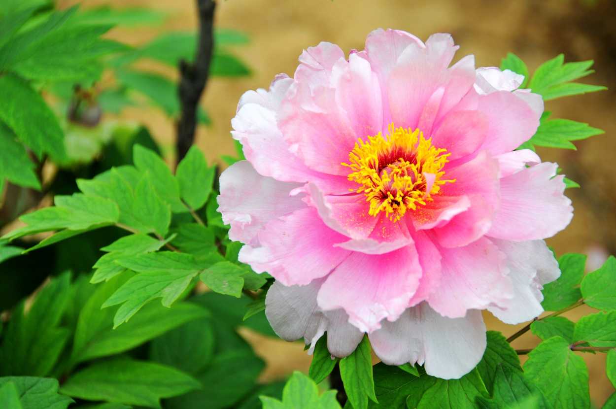 2019年8月31号出生的女宝宝五行缺土起什么名字吉祥